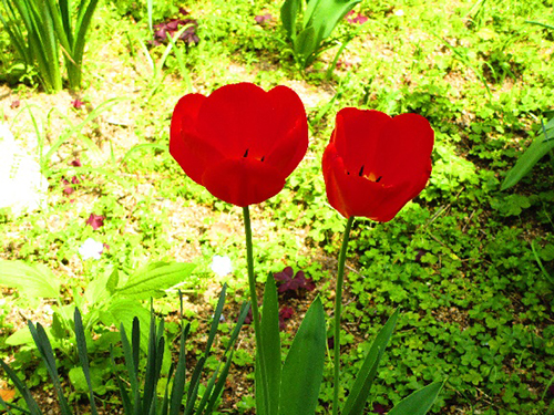 4月春の花のブログ