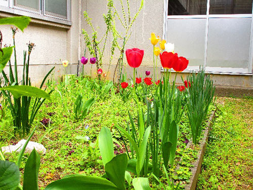4月春の花のブログ