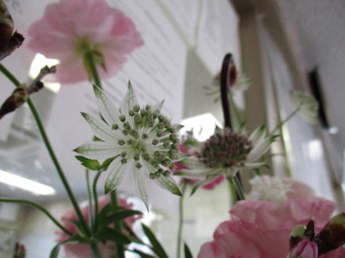 雄岡病院の春の花ブログ
