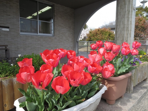 雄岡病院の玄関前の花