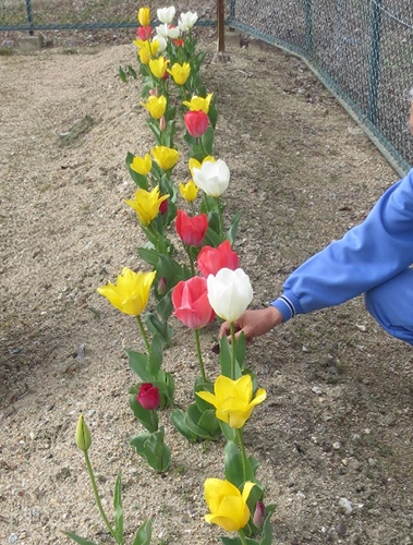 雄岡病院作業療法室のチューリップ