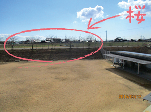 雄岡病院の運動場：運動場の桜の木