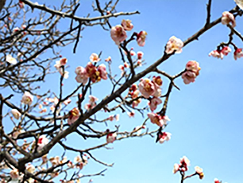 雄岡病院3月ブログ:梅の木