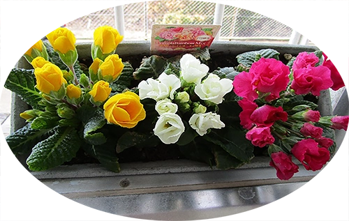 雄岡病院3月ブログ:雄岡病院に咲くお花