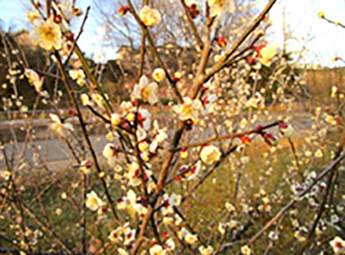 雄岡病院3月ブログ:梅の木