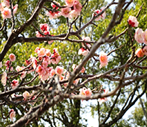 雄岡病院3月ブログ:梅の木