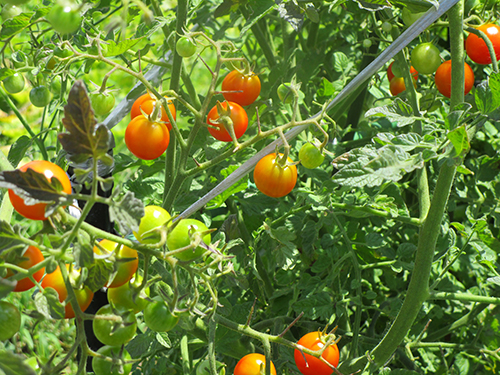 雄岡病院8月ブログ:ミニトマト