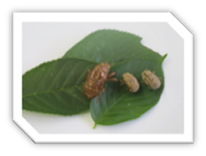 雄岡病院8月ブログ:蝉の抜け殻