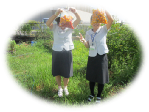 雄岡病院8月ブログ:ミニトマ収穫