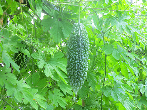 雄岡病院8月ブログ:ゴーヤ