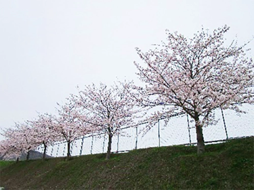 雄岡病院スポーツクラブ:雌岡山の山道