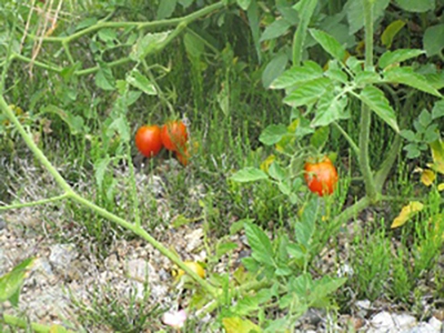 雄岡病院の栄養課のブログ：雄岡病院の駐車場に実ったトマト