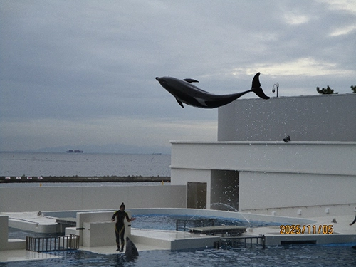 雄岡病院12月ブログ:SUMA　SEA　WORLDのイルカショー:空飛ぶイルカ