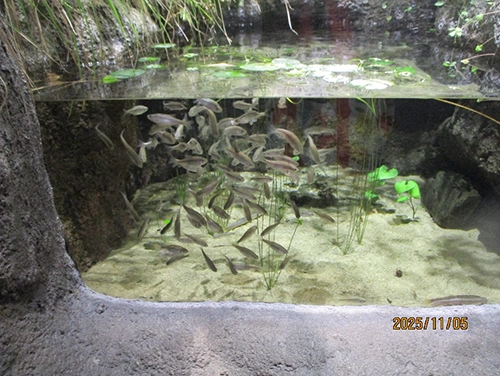 雄岡病院12月ブログ:SUMA　SEA　WORLDの小魚たち