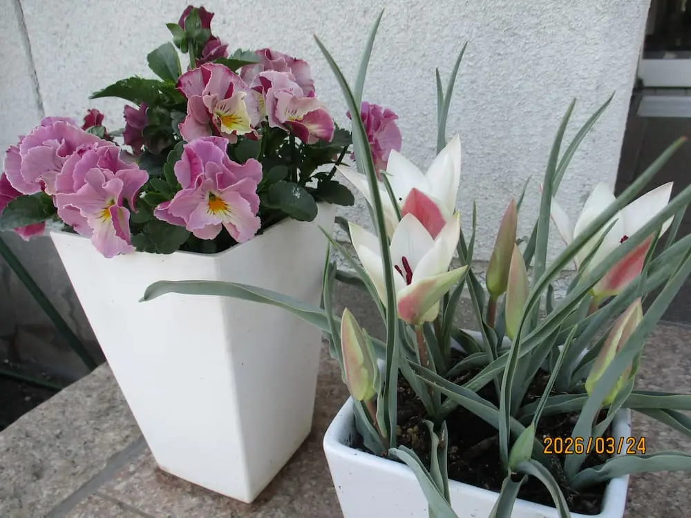 雄岡病院のお花：