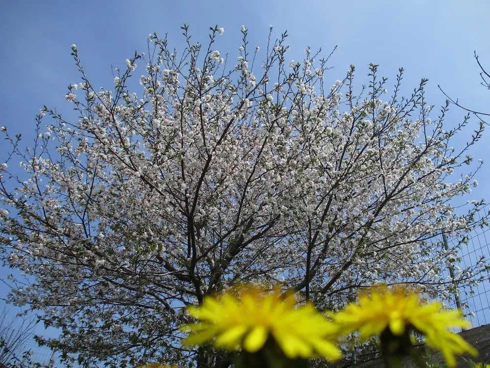雄岡病院の満開の桜（2025年撮影）